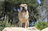 SHAR-PEI 261